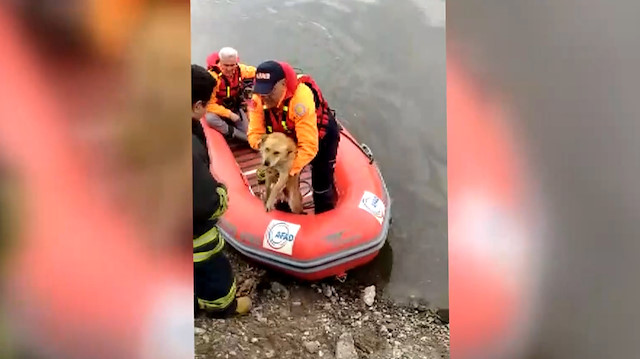 AFAD sokak köpeğini Meriçte boğulmaktan kurtardı