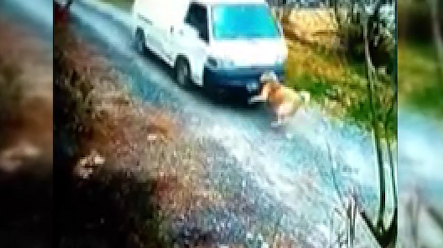 Köpeğe çarpan minibüs şoförü arkasına bile bakmadı