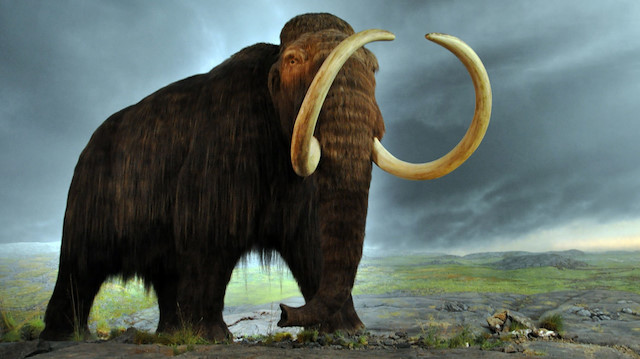 bilim adamları, 2010 yılında Sibirya'nın kuzeyinde kalıntıları çok iyi halde bulunan yünlü mamut Yuka'nın hücre çekirdeğini fare yumurtası hücrelerine yerleştirdi.