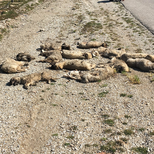 Yol kenarında buldu: Bu tam bir vahşet