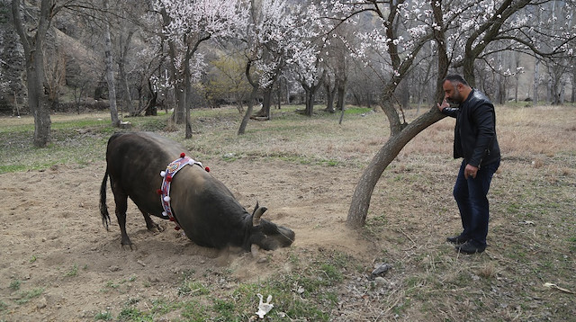 Boğalarla dans eden adam