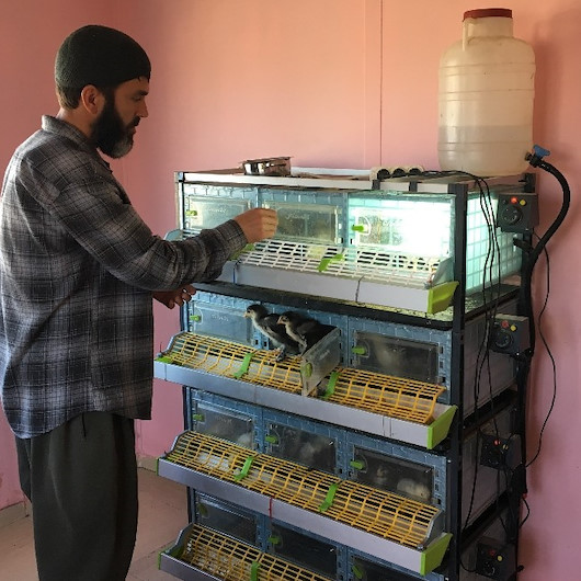 Birçok ülkeye ihraç ediyor: Yumurtası 400 civcivi bin lira