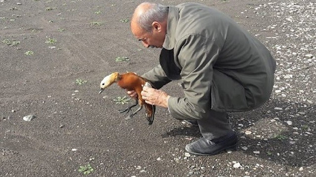 Tedavi edildikten sonra doğaya bırakıldı