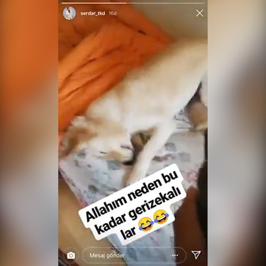 Köpeğe deodorantla işkence yapıp videosunu paylaştı