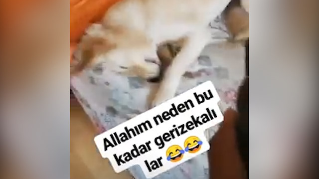 Köpeğe deodorantla işkence yapıp videosunu paylaştı