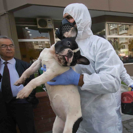 Apartman dairesinden 47 kedi, 6 köpek ve 1 kaplumbağa çıktı