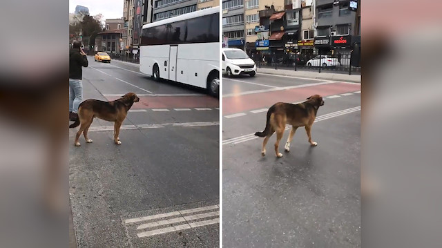 Sokak köpeği karşıdan karşıya geçmek için yeşil ışığı bekledi
