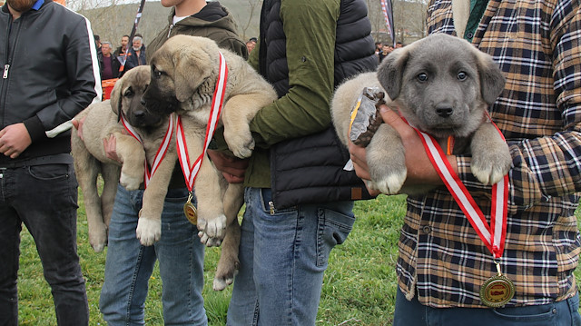 Türk Çoban Köpekleri Festivaline büyük ilgi