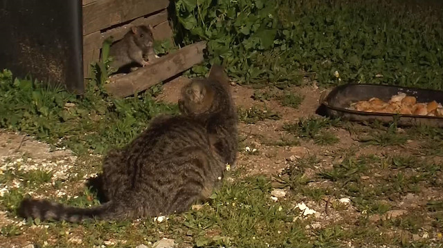 Farelerin dadandığı yemeğin başında nöbet tutan kediler