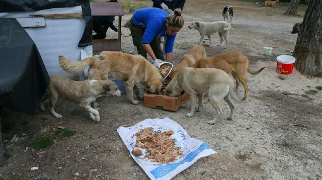 Sahipsiz 600 köpeğin bakımını yapıyorlar