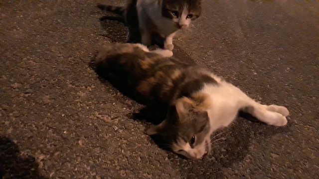 Ölen arkadaşını uyandırmaya çalışan kedi hüzünlendirdi