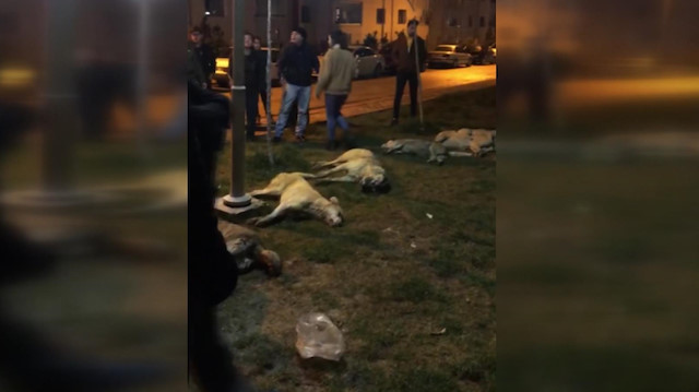 Ankarada 13 köpek zehirlenerek öldürüldü