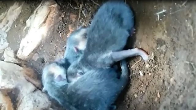 Çobanlar yeni doğmuş kurt yavrularını yuvalarında görüntüledi