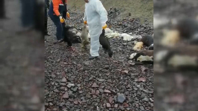 Ankarada onlarca sokak köpeği ölüsü bulundu