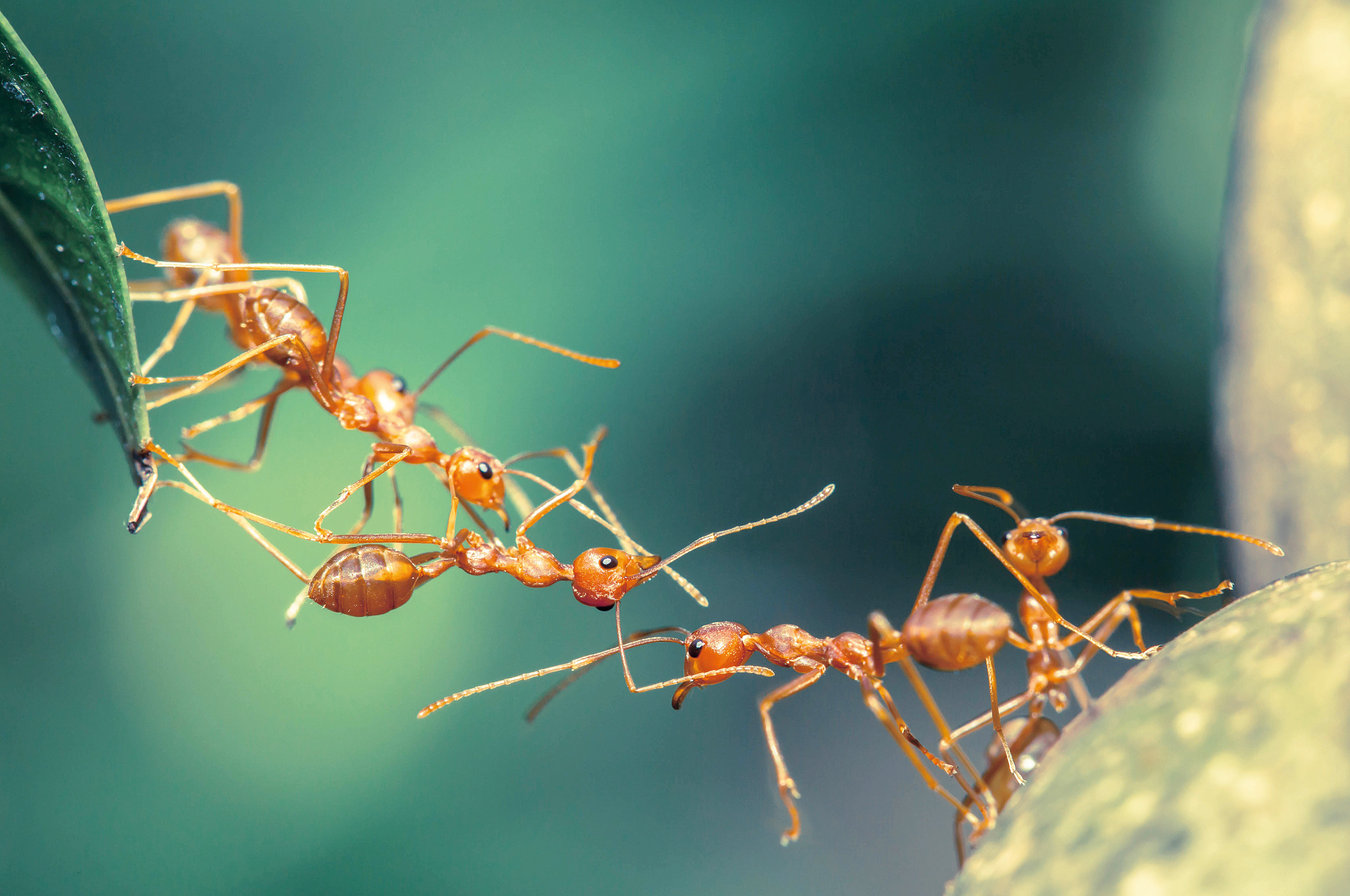 Paradise ants. Азиатский муравей-портной. Муравьи живой мост. Муравьи кочевники мост. Насекомые муравей.