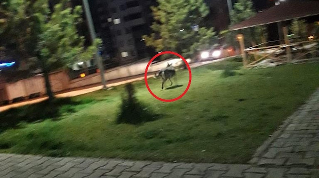 Şehir merkezine inen kurt çocuk parkında görüntülendi.