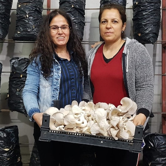 İki arkadaş azmetti, mağazayı mantar tarlasına çevirdi