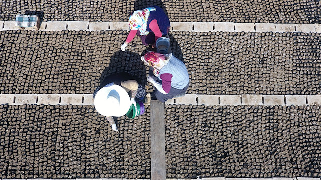 Yılda 6 milyon fidanla yeni orman sahalarını ağaçlandırıyorlar
