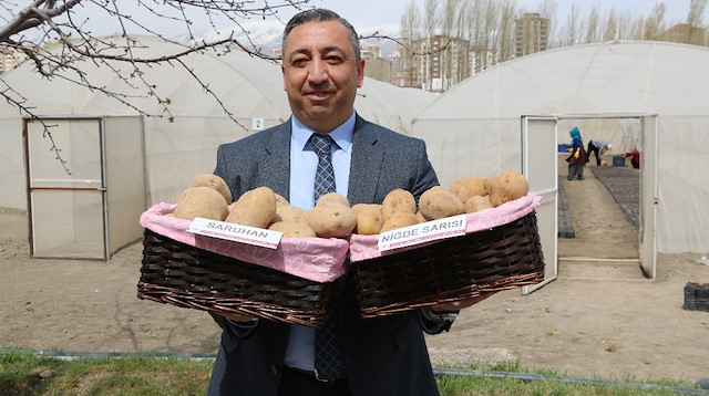 Milli patates çeşitlerinden birine "Niğde Sarısı" diğerine ise "Saruhan" ismi verildi.