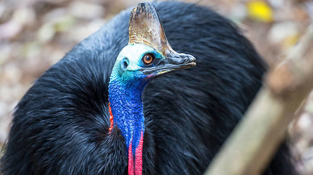 Cassowary’nin pençeleri ve gagası aynı derecede ölümcül.