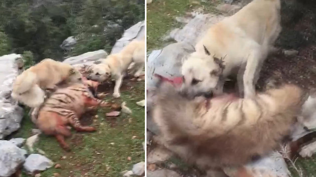 Kırmızı listedeki çizgili sırtlanı köpeklere parçalattılar!