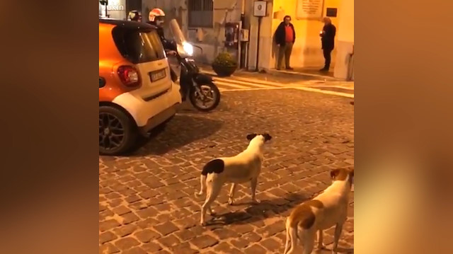 Motosiklete kafayı takan köpekler