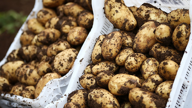 Patates ithalatına yönelik karar Resmi Gazete'de yayımlandı.