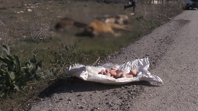 Başkentte korkutan köpek ölüleri