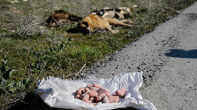Telef edilen köpekler.