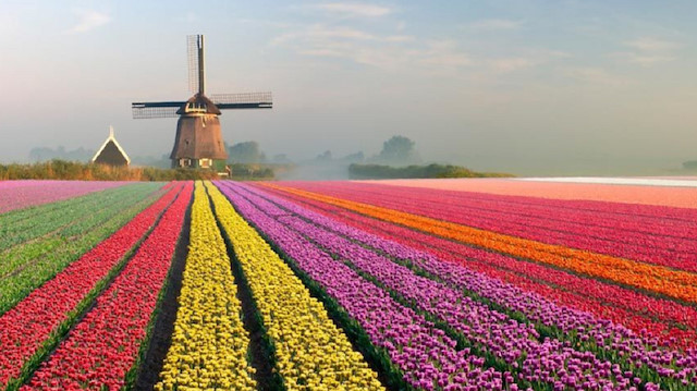 dutch tulip ile ilgili görsel sonucu