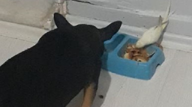 Muhabbet kuşu ile köpeğin dostluğu