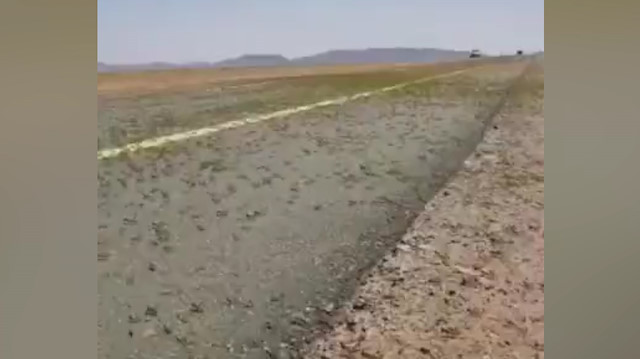 İranda çekirge istilası