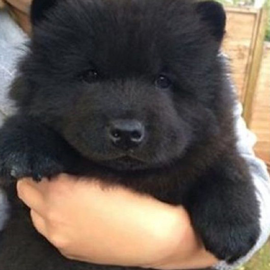 Sokakta köpek bulduklarını sandılar gerçek bambaşka çıktı