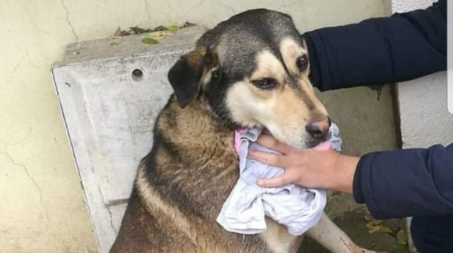 Yaralı köpeğin yardımına çevredekiler yetişti.