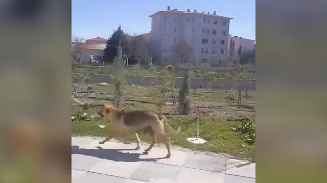 Yavruları için yemek kabını ağzında kilometrelerce taşıyan köpek