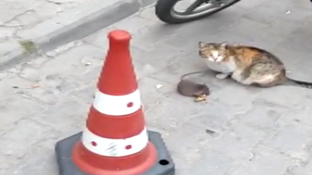 Kurnaz fare ölü taklidiyle kedinin peynirini kaptı
