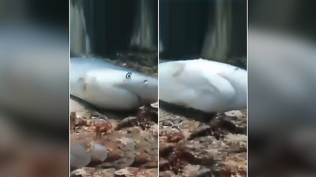 Yüzgeç çorbası için her yıl milyonlarca köpekbalığı ölüme terk ediliyor
