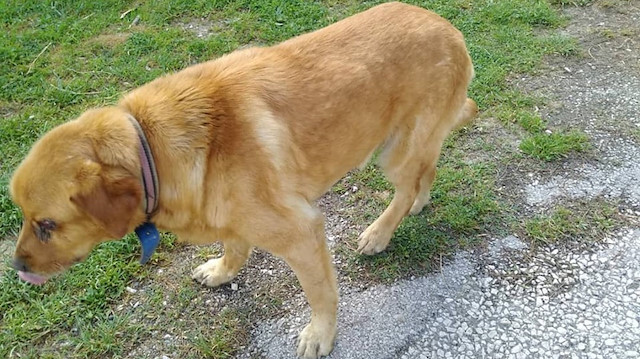 Gözleri oyulmuş halde bulunan köpek.