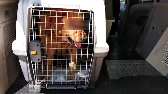 İki gözü oyulmuş Golden cinsi köpek bulundu