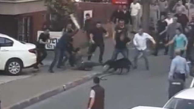 Anestezi etkisinden çıkan köpek 3 kişiyi yaraladı