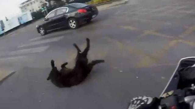 Otomobilin çarptığı köpek metrelerce savruldu