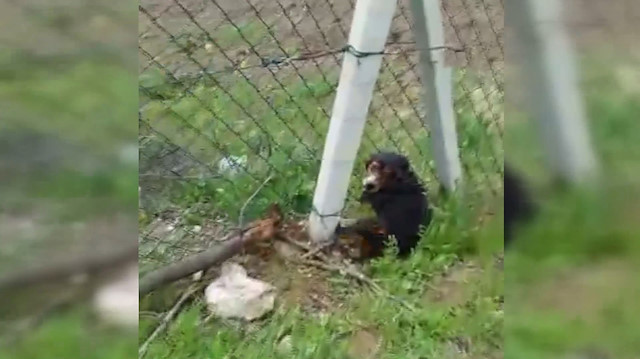 Tel örgülere sıkışan köpeği duyarlı vatandaş kurtardı