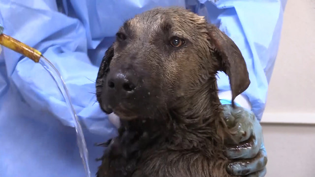 Zifte yapışan köpeğe belediye ekipleri sahip çıktı