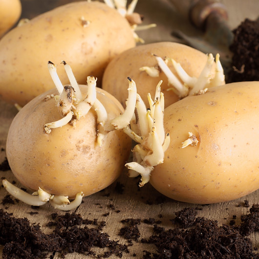 Uzmanı uyarıyor: Filizlenen patates öldürebilir
