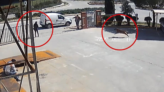 İş görüşmesine giden kadına köpeğin saldırması kamerada