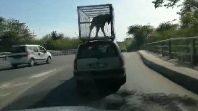 Köpeğin otomobil üzerinde yolculuğu görenleri şoke etti
