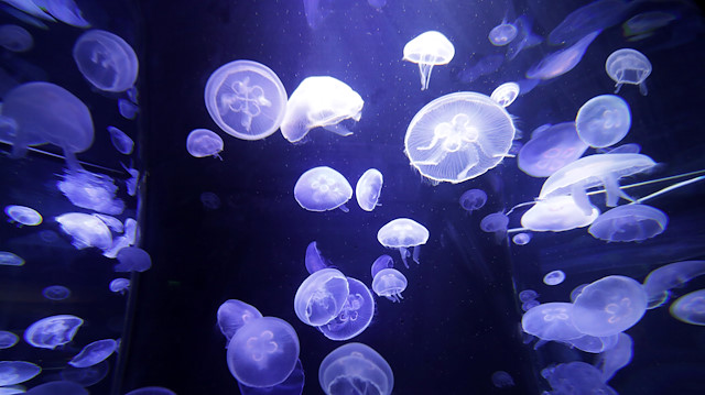 Trash Found Littering Ocean Floor In Deepest Ever Sub Dive