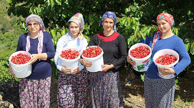 Erkenci kirazları toplayan kadınlar.
