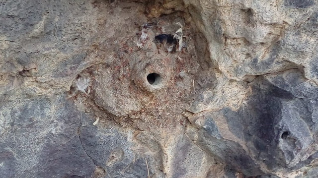 Kartal yuvasındaki özen, görenleri hayran bıraktı.