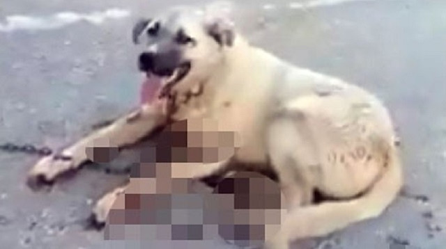 Çekicinin arkasında sürüklediği köpeği kanlar içinde kaldı